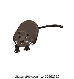 vector drawing nutria, coypu, cartoon animal isolated at white background, hand drawn illustration