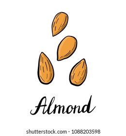 Vector Drawing Nuts Of Almond, Hand Drawn Illustration