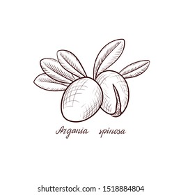 vector drawing nuts of argania ,Argania spinosa, hand drawn illustration