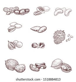 vector drawing nuts, hand drawn illustration