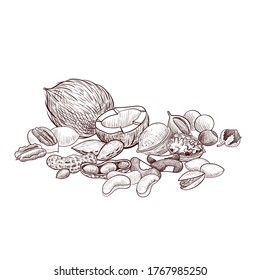 vector drawing nuts, hand drawn illustration