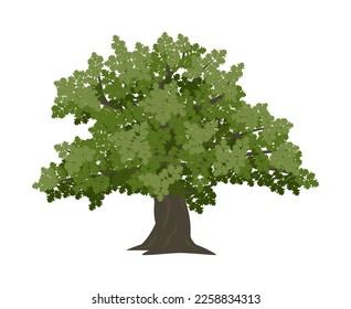 Vector drawing of oak tree. Nature and ecology. Isolated vector illustration of oak tree on a white background for social networks, posters, cards.