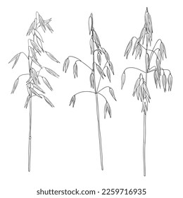 vector drawing oat, cereal plants, line drawing floral elements, hand drawn illustration