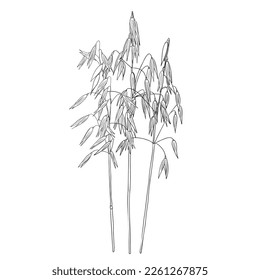 vector drawing oat, grass plants, line drawing floral elements, hand drawn illustration