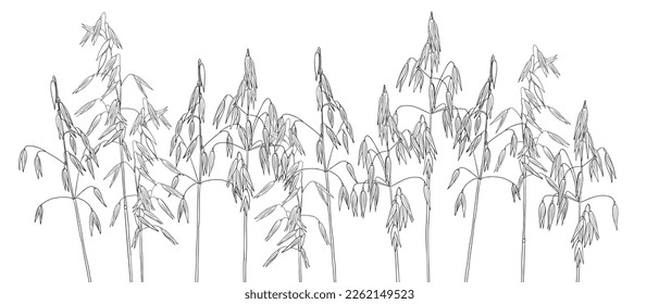 vector drawing oat, grass plants, line drawing floral elements, hand drawn illustration