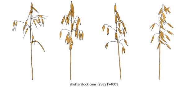 vector drawing oat, grass plants, line drawing floral elements, hand drawn illustration