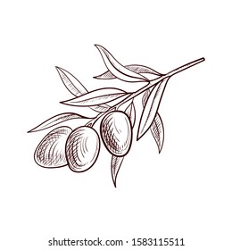 vector drawing olive branch with leaves and olives,hand drawn illustration