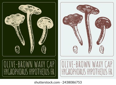 Vector drawing OLIVE-BROWN WAXY CAP. Hand drawn illustration. The Latin name is HYGROPHORUS HYPOTHEJUS FR.
