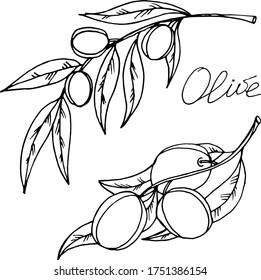 Vector drawing olives. Nature. Sketch, illustration.