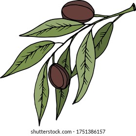 Vector drawing olives. Nature. Sketch, illustration.