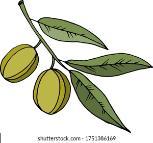 Vector drawing olives. Nature. Sketch, illustration.