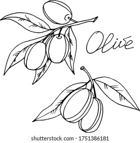 Vector drawing olives. Nature. Sketch, illustration.