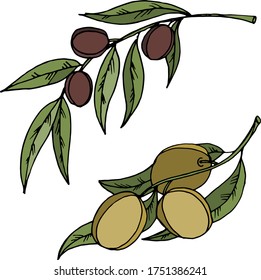 Vector drawing olives. Nature. Sketch, illustration.