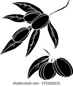 Vector drawing olives. Nature. Sketch, illustration. decorative