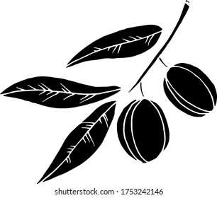 Vector drawing olives. Nature. Sketch, illustration. decorative