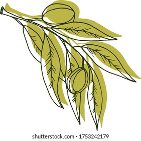 Vector drawing olives. Nature. Sketch, illustration. decorative