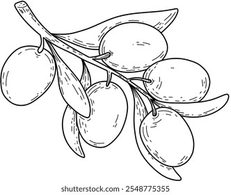 Desenho vetorial de azeitonas em um ramo em um fundo branco vai enfatizar o interior com cores brilhantes e detalhes. Comida saudável e verde. Estilo Doodle