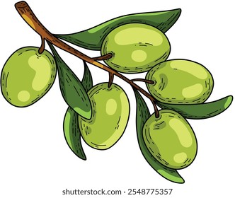Vector drawing of olives on a branch on a white background will emphasize the interior with bright colors and details. Healthy green food. Doodle style