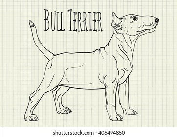 vector drawing on notebook sheet Bull Terrier