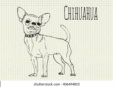 vector drawing on notebook sheet Chihuahua