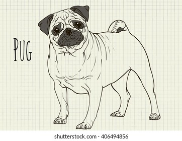vector drawing on notebook sheet pug