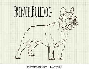 vector drawing on notebook sheet French Bulldog