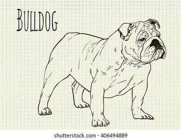 vector drawing on notebook sheet Bulldog