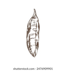 Vector drawing on the theme of sweet potatoes in the style of a black and white sketch. The illustration exudes organic charm and natural elegance.