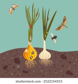 vector drawing onion plant, bulb with green leaves, chives and garlic and pests, vegetables and insects in soil ground, hand drawn illustration