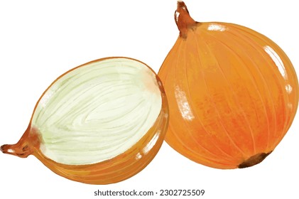 Vector drawing, onion, vegetables, herb, หัวหอม