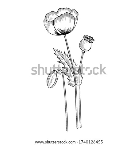 vector drawing opium poppy, Papaver somniferum, hand drawn illustration