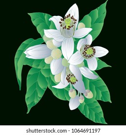 Vector drawing. Orange tree - flowers and buds. Citrus bigaradiya. medicinal, perfumery and cosmetic plants. Wallpaper. Use printed materials, signs, posters, postcards, packaging. 