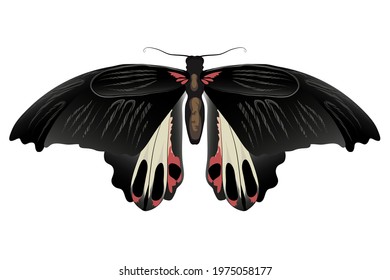 Vector drawing Orchard Swallowtail Butterfly, close-up, butterfly black with red spots, isolated on white background, print for decor.