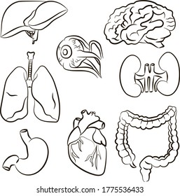 
Vector drawing of organs. Heart, lungs, brain, intestines, kidneys and liver