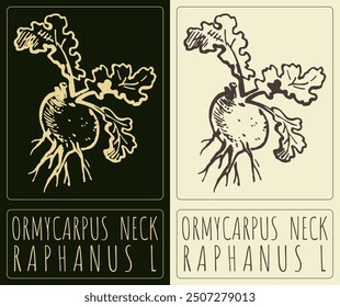 Vector drawing ORMYCARPUS  NECK. Hand drawn illustration. Latin name is RAPHANUS L.
