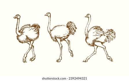 Vector drawing. Ostrich in the steppe