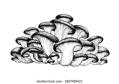 Vector drawing of oyster mushrooms black white graphics, family of mushrooms, edible white tender mushroom, vegetarian, agriculture, autumn, isolated on white background for printing, cookbook.