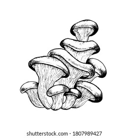 Vector drawing of oyster mushrooms black white graphics, family of mushrooms, edible white tender mushroom, vegetarian, agriculture, autumn, isolated on white background for printing, cookbook.