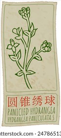 Vector drawing PANICLED HYDRANGEA in Chinese. Hand drawn illustration. The Latin name is HYDRANGEA PANICULATA S.
