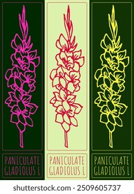 Vector drawing PANICULATE GLADIOLUS. Hand drawn illustration. Latin name is GLADIOLUS L.
