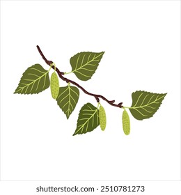 vector drawing paper birch, american white birch tree branch with green leaves and seeds isolated at white background, hand drawn illustration