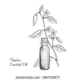 vector drawing paprica essential oil, Capsicum annuum, hand drawn illustration