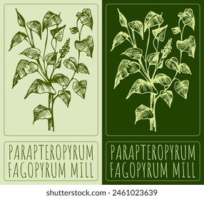 Vector drawing PARAPTEROPYRUM. Hand drawn illustration. The Latin name is FAGOPYRUM MILL.

