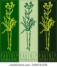 Vector drawing PARSNIP. Hand drawn illustration. Latin name is PASTINACA SATIVA L.
