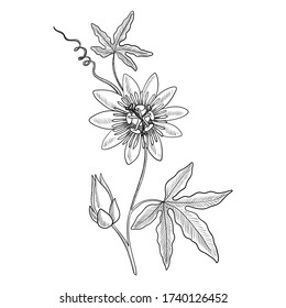 Vector Drawing Passiflora, Passion Flower, Passion Vines, Hand Drawn Illustration