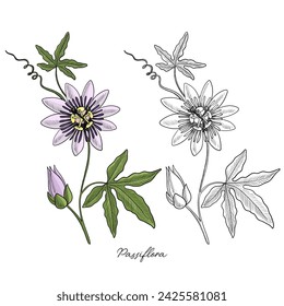 dibujo de vector pasiflora, flor de la pasión, viñas de la pasión, ilustración dibujada a mano