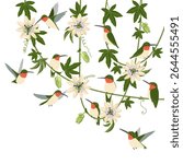 vector drawing passion vines with flowers, leaves and buds and hummingbirds, Passiflora and colibri birds, hand drawn illustration