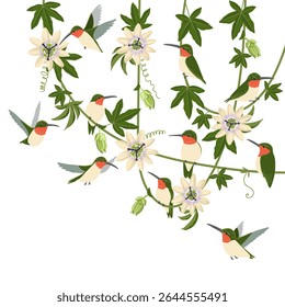 vetor desenhando maracujás com flores, folhas e botões e beija-flores, Passiflora e colibri aves, ilustração desenhada à mão