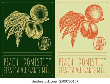 Vector dibujando MELOCOTÓN DOMÉSTICO. Dibujado a mano ilustración. El nombre de Latina es PERSICA VULGARIS MILL.
