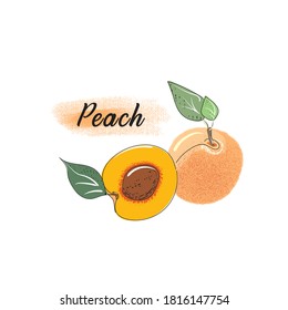 Vector drawing of an peach. Drawn fruit of a whole peach, branches and halves of an peach. Detailed vegetarian sketch. For label, poster, print, menu, packaging design
